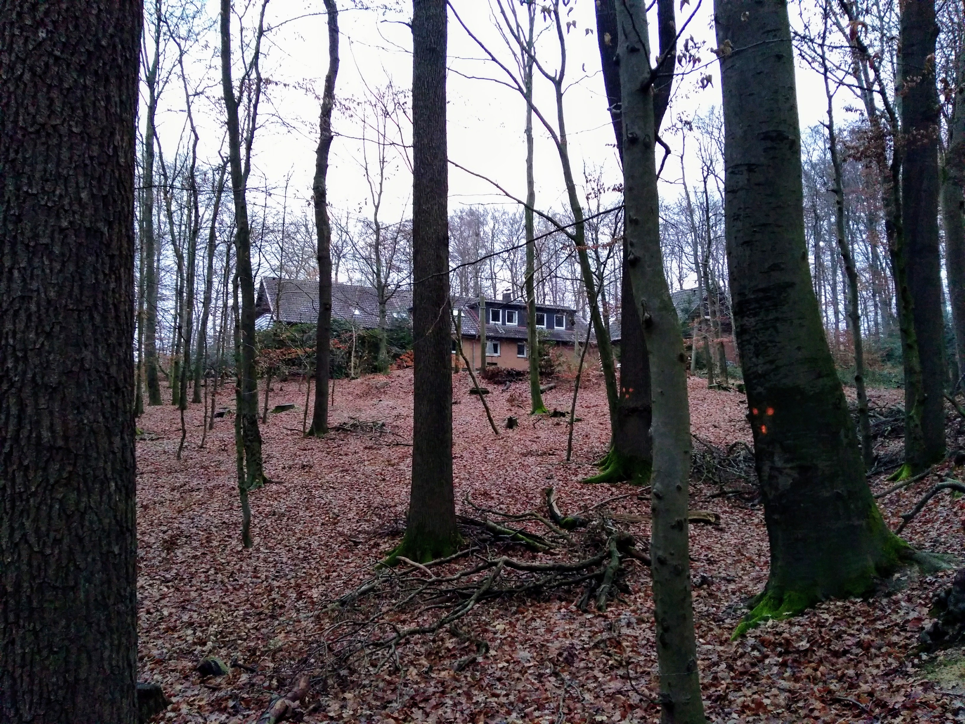Waldheim vom Wald her.jpg